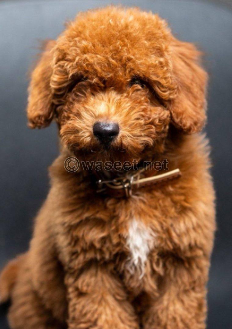 European mini poodle 0