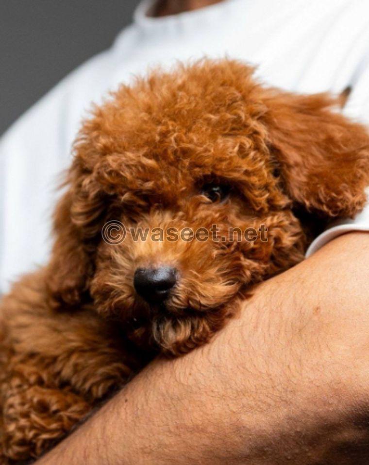 European mini poodle 1