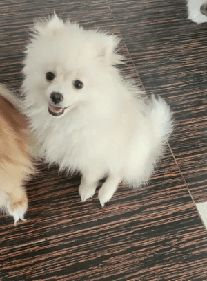 Pomeranian dog for sale 