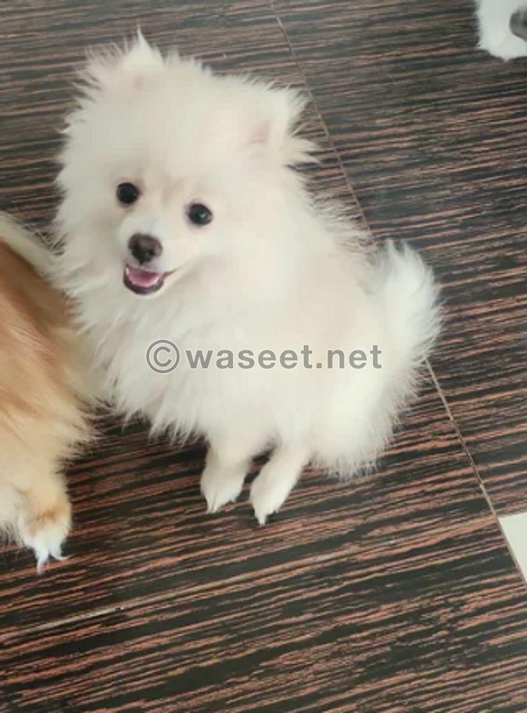 Pomeranian dog for sale  0