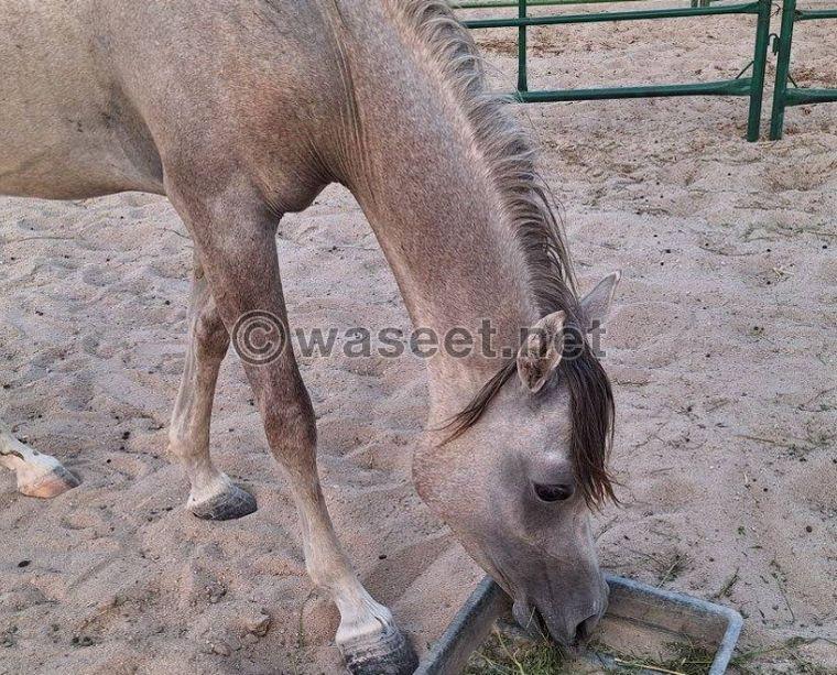 For sale a pure Egyptian pony 2