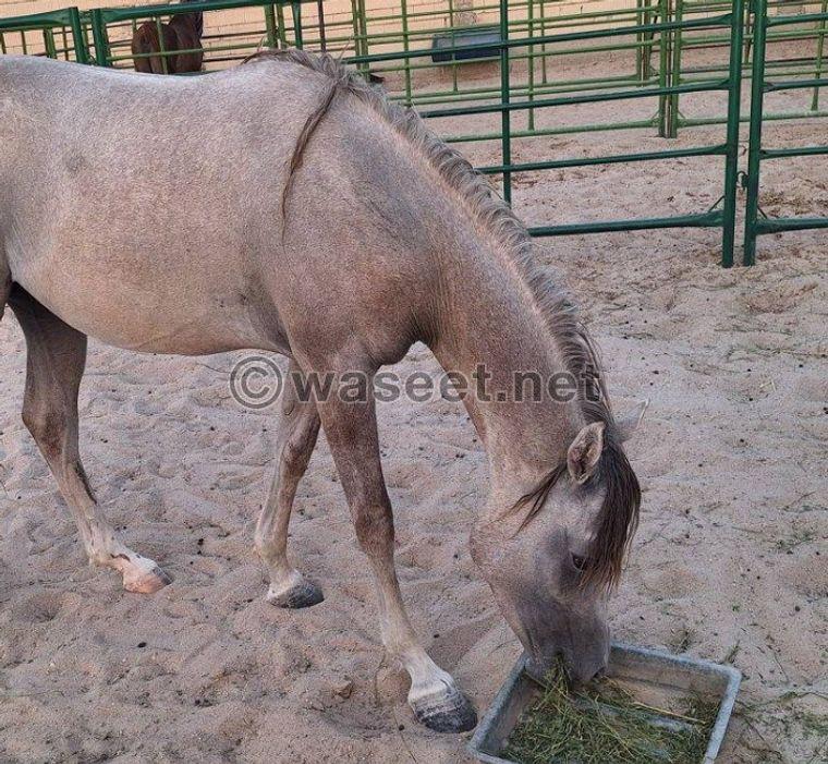 For sale a pure Egyptian pony 3