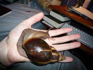 African snail 