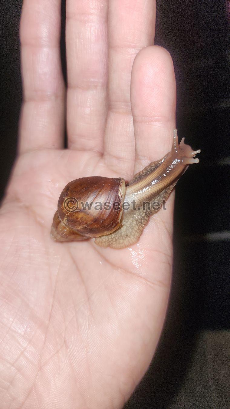 African snail  1