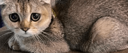 Scottish Fold Pure cat, female