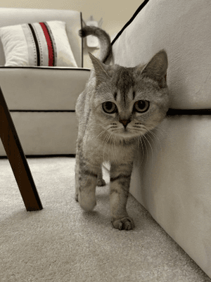 Scottish Fold Pure cat