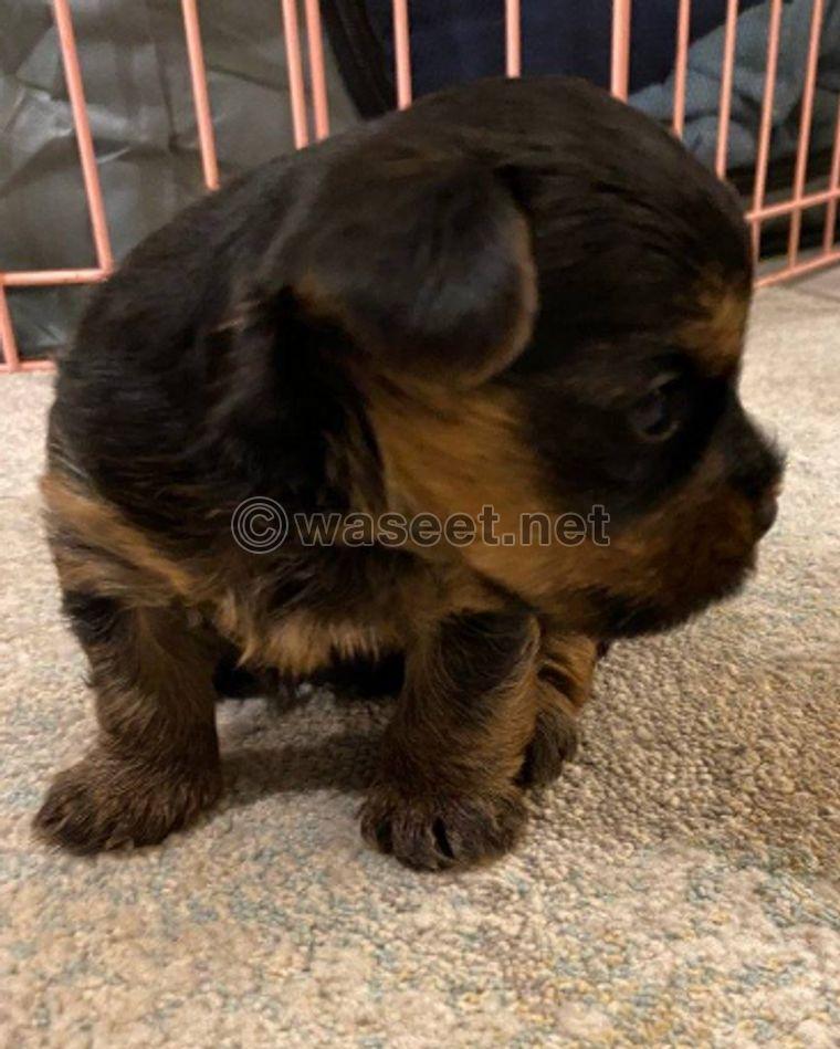 Yorkshire puppy for sale 2