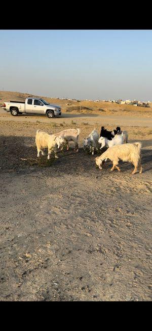 For sale: 6 goats and one male goat 