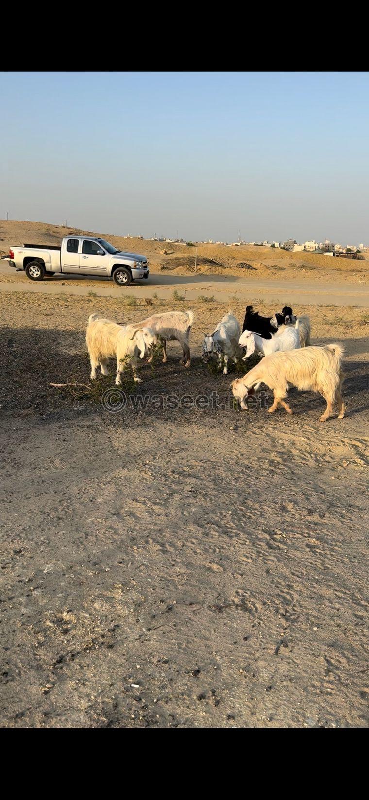 For sale: 6 goats and one male goat  0