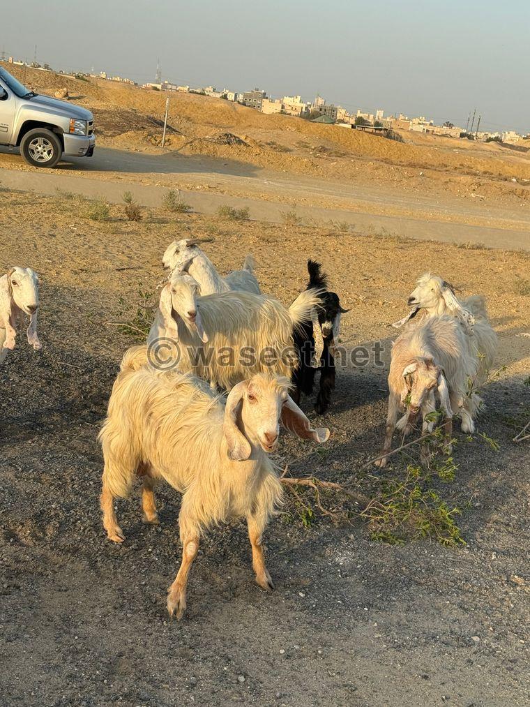 For sale: 6 goats and one male goat  1