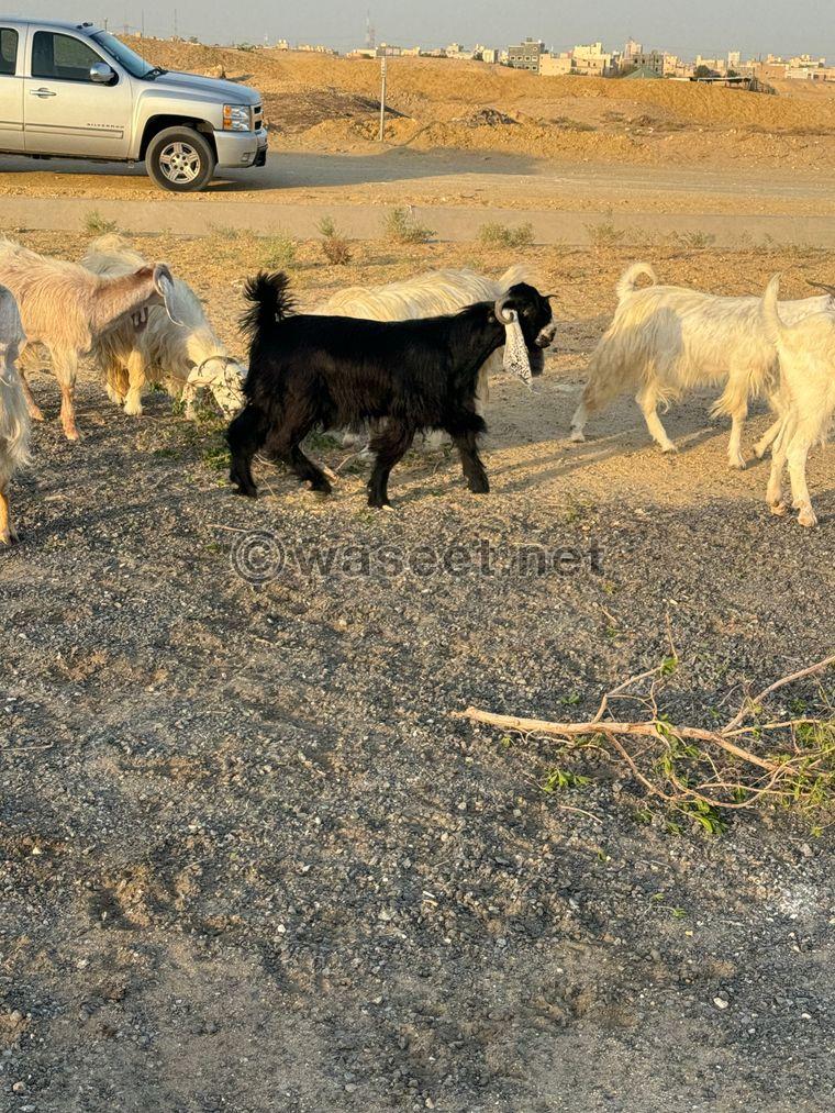 For sale: 6 goats and one male goat  2