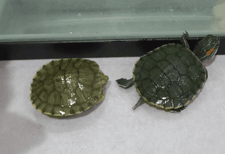 For sale 2 turtles