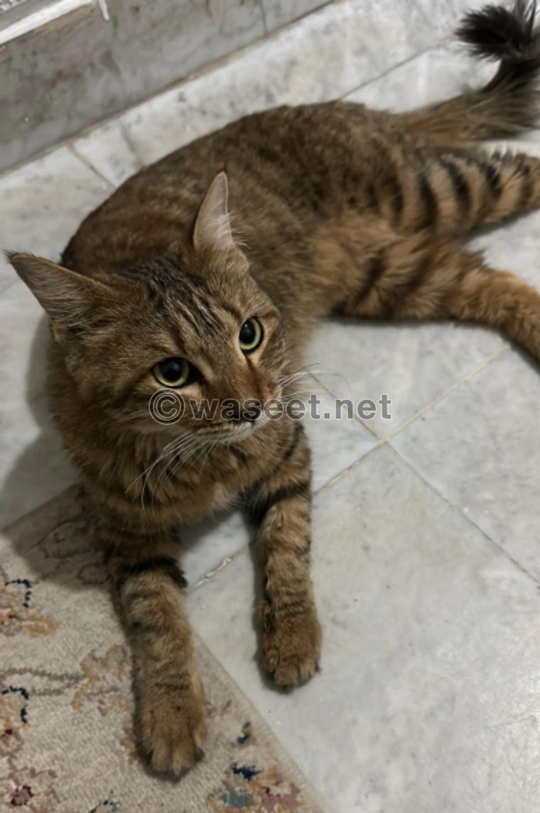 Cat for adoption, 8 months old, type Mex 1