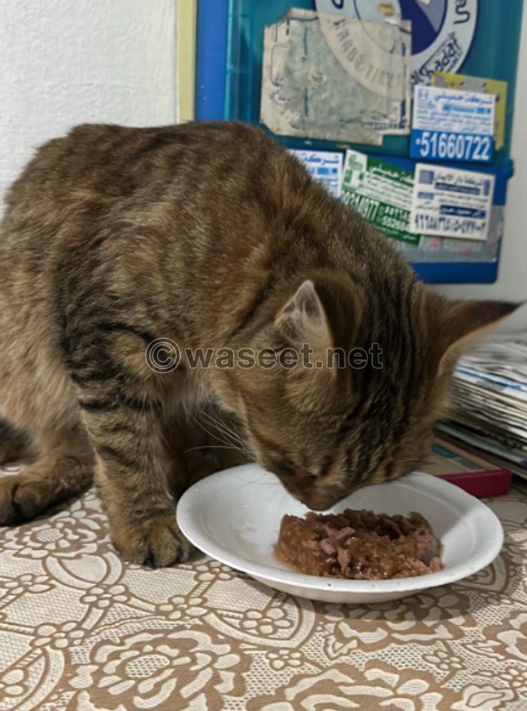 Cat for adoption, 8 months old, type Mex 2