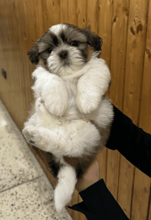 Adorable Shih Tzu puppy for sale 