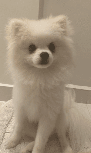 Pomeranian dog