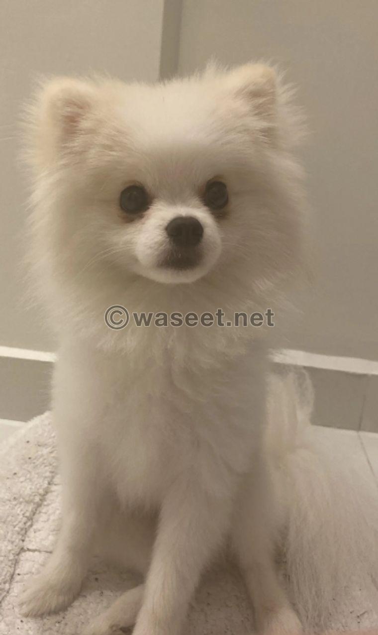 Pomeranian dog 0