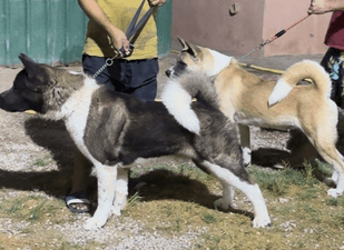 For sale female and male American Akita Pure