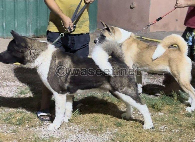 For sale female and male American Akita Pure 0