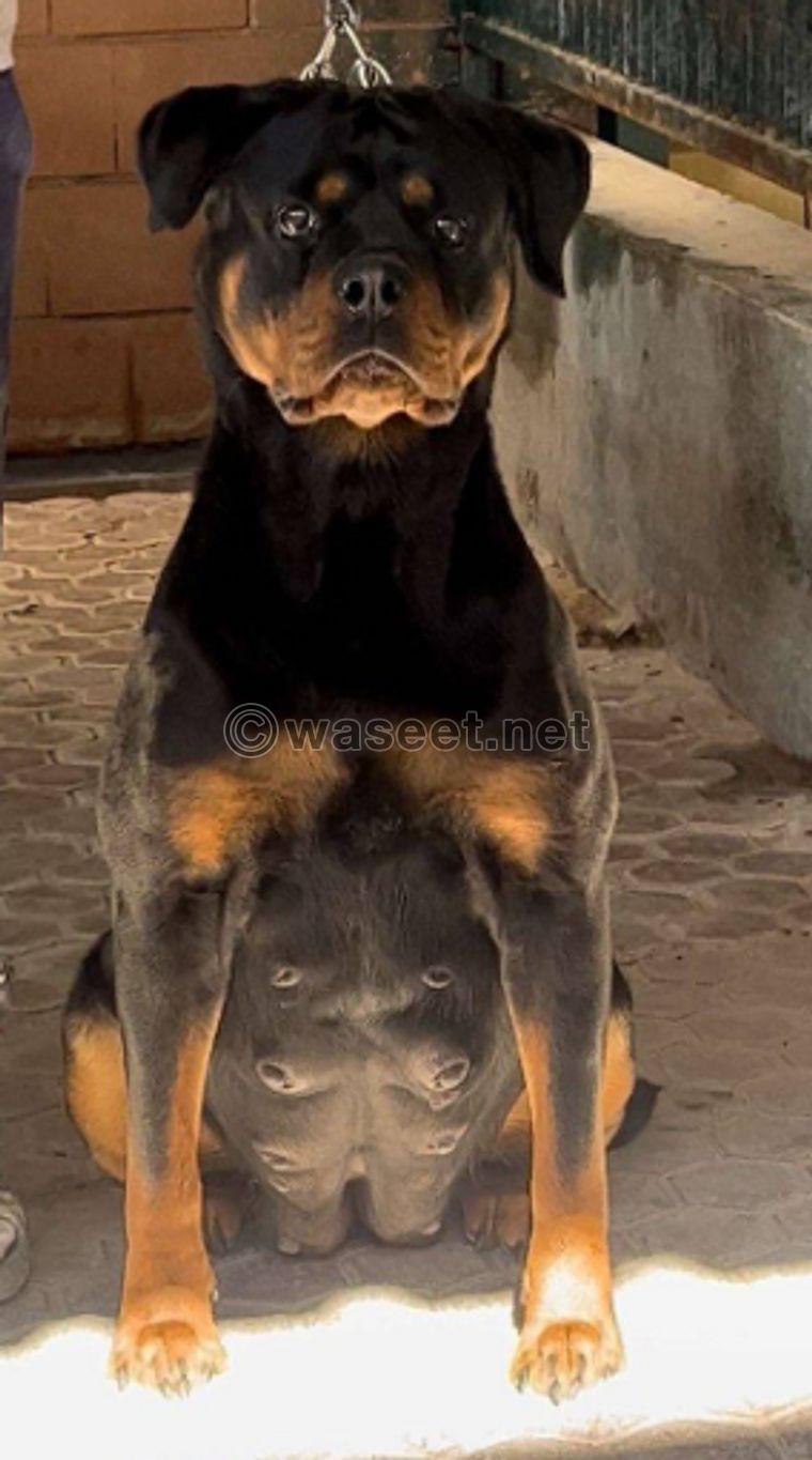 For sale, a beautiful Rottweiler stallion  0