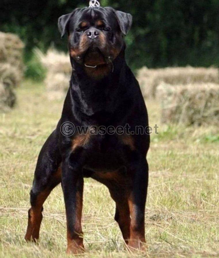 For sale, a beautiful Rottweiler stallion  1