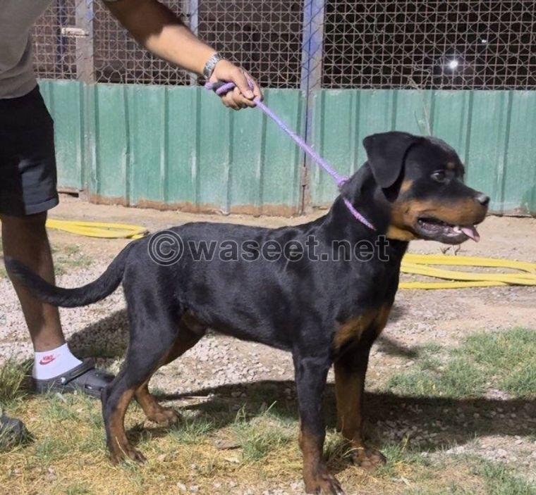 For sale, a beautiful Rottweiler stallion  3