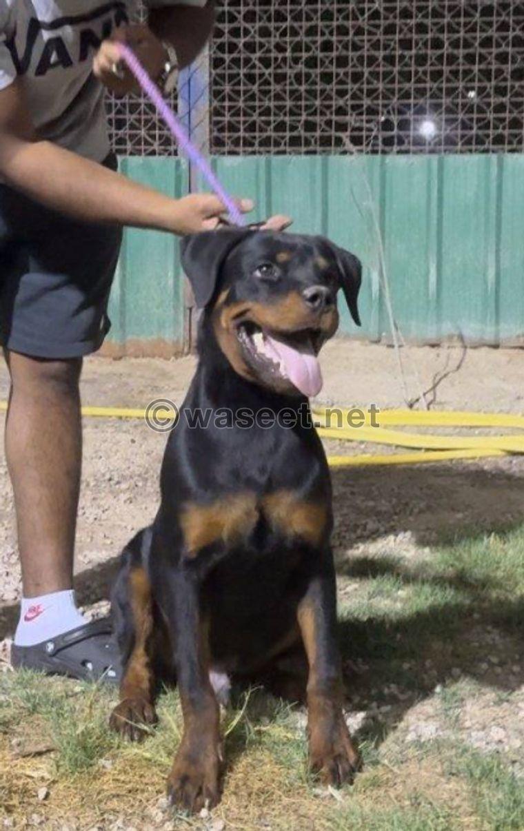 For sale, a beautiful Rottweiler stallion  4