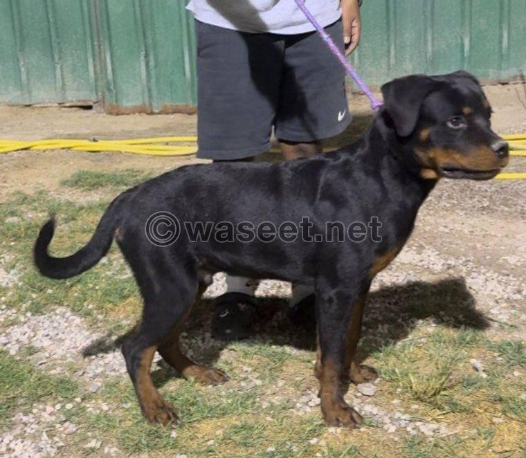 For sale, a beautiful Rottweiler stallion  5