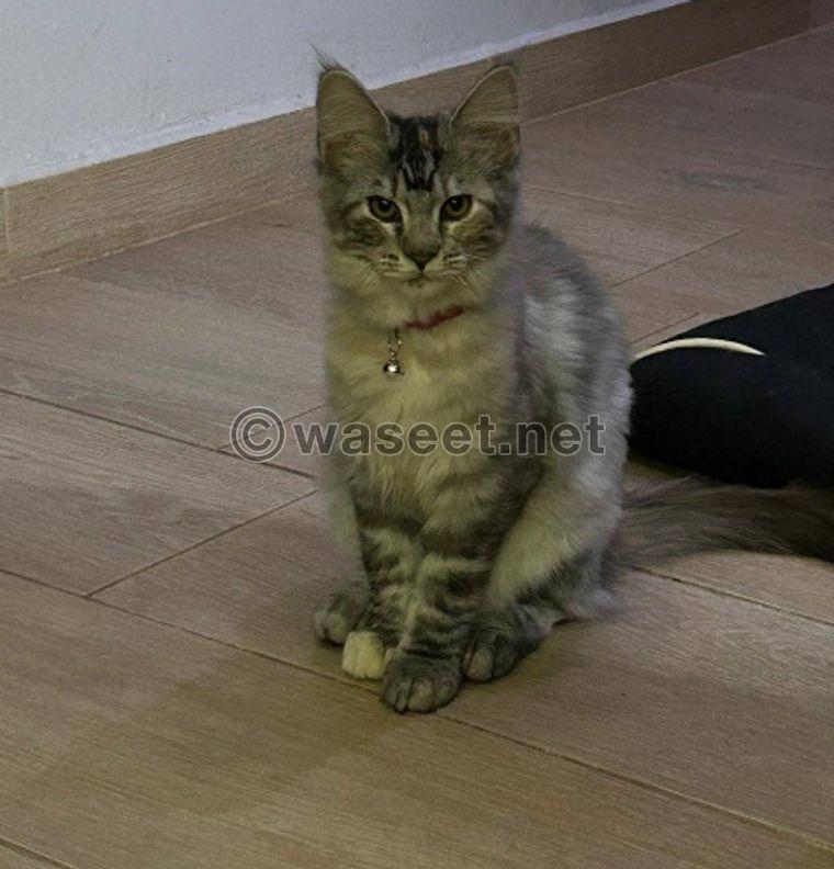 For sale, Maine Coon is 4 months old 1