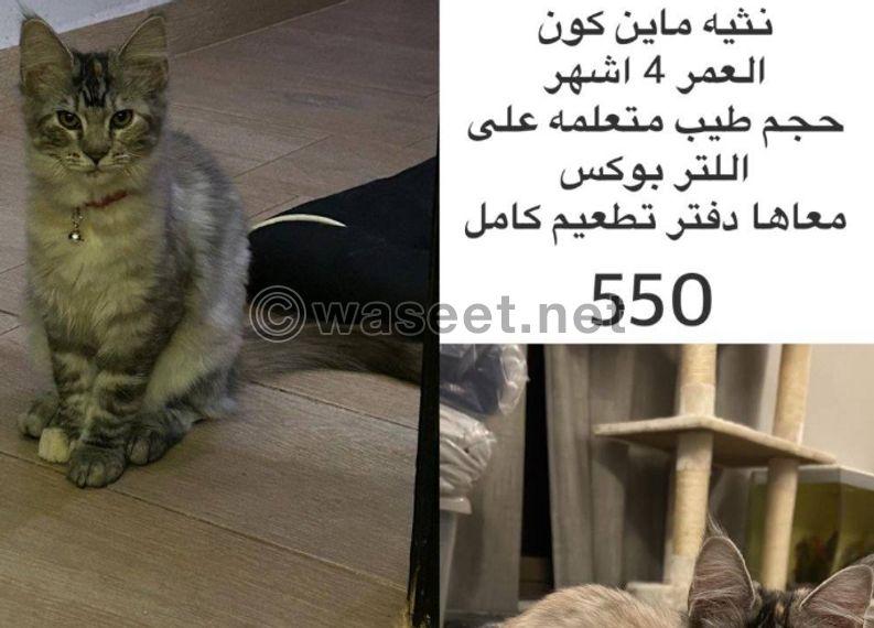 للبيع ماين كون نثيه العمر 4 اشهر 2