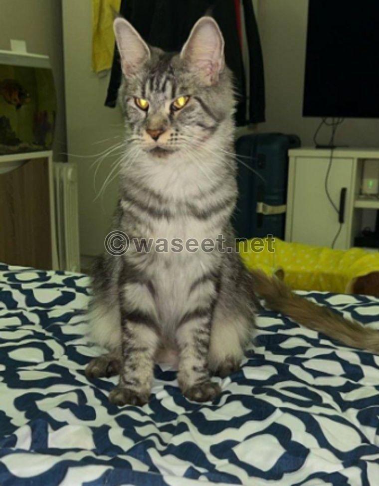 For sale, Maine Coon is 4 months old 3