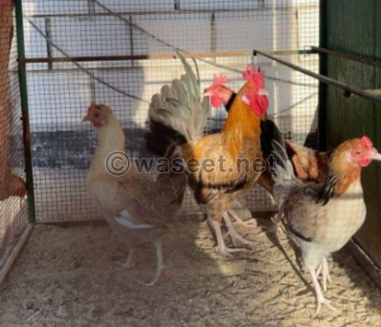 Chicken, duck and Ronnie for sale 0