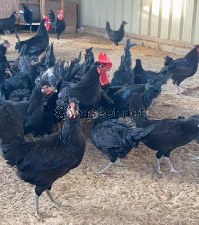 For sale Canadian chicken and goose 0