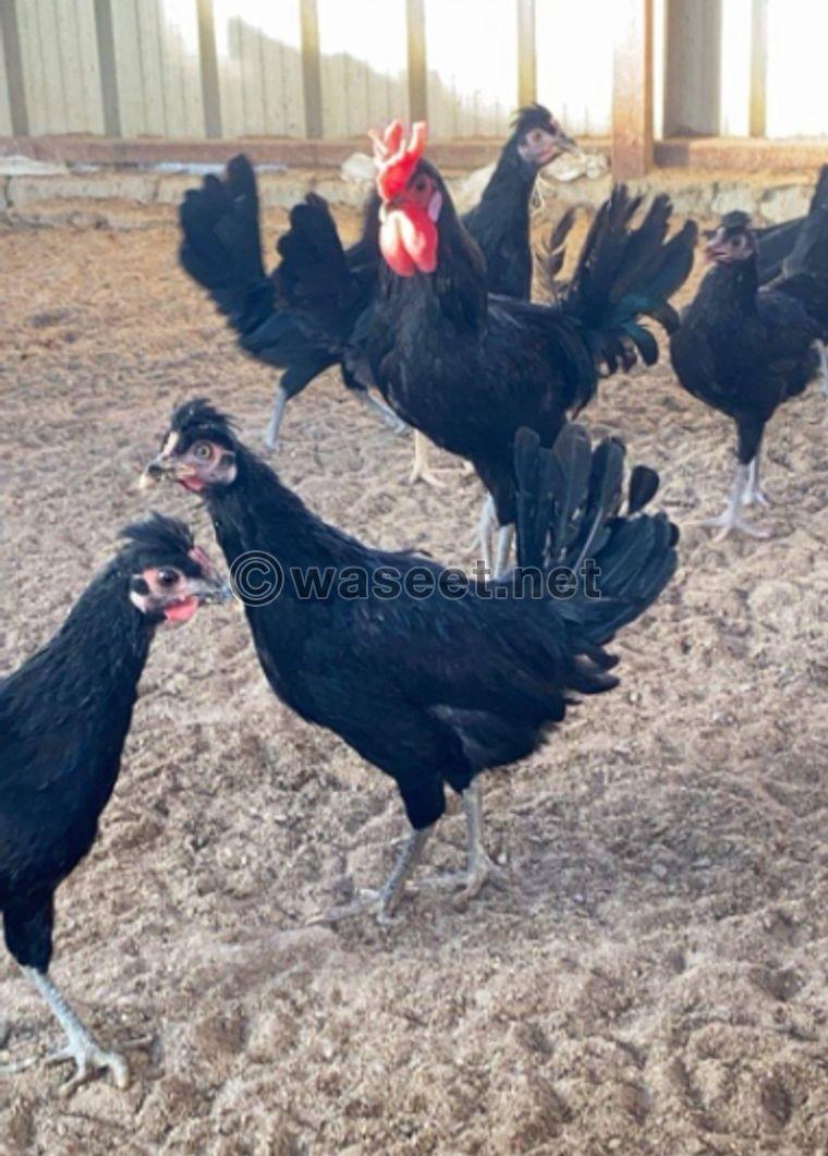 For sale Canadian chicken and goose 1