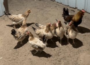 For sale 7 chickens and an Arabian rooster