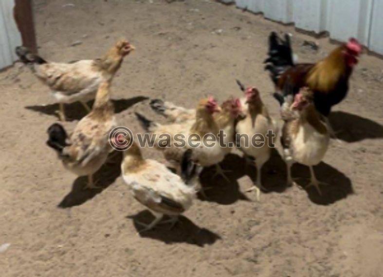 For sale 7 chickens and an Arabian rooster 0