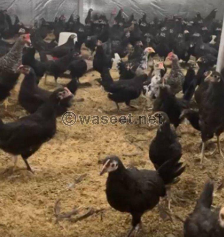 For sale chicken chicken of all ages 0