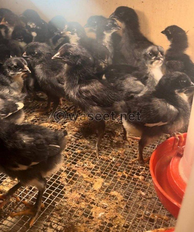 For sale chicken chicken of all ages 4