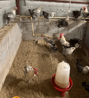 For sale Fayoumi white chicken