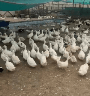 For sale white duck and duck chicken of all ages