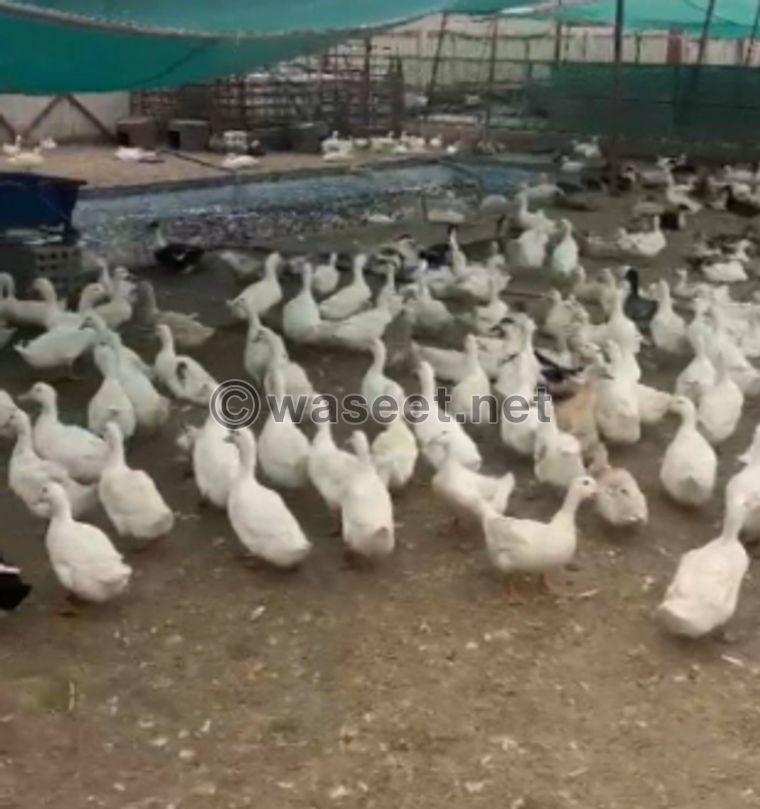 For sale white duck and duck chicken of all ages 0