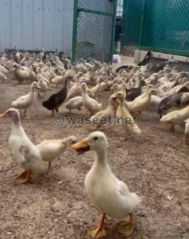 For sale white duck and duck chicken of all ages 1