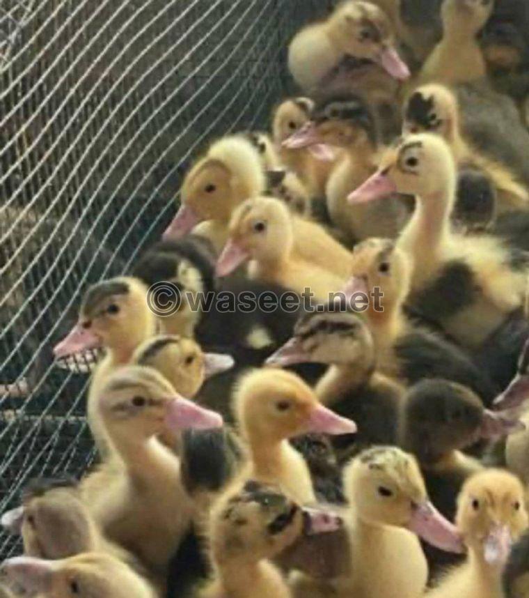 For sale white duck and duck chicken of all ages 2