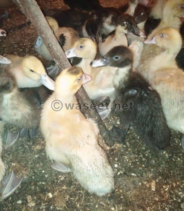 For sale white duck and duck chicken of all ages 3