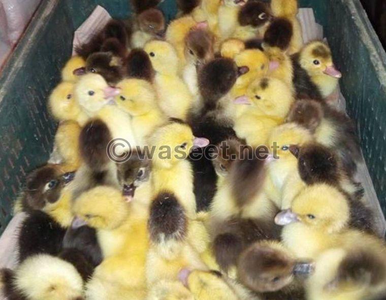 For sale white duck and duck chicken of all ages 4