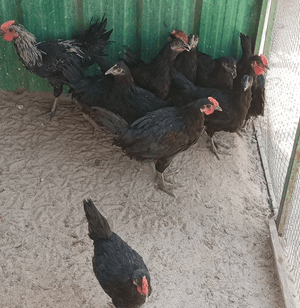 Arabian chicken for sale 