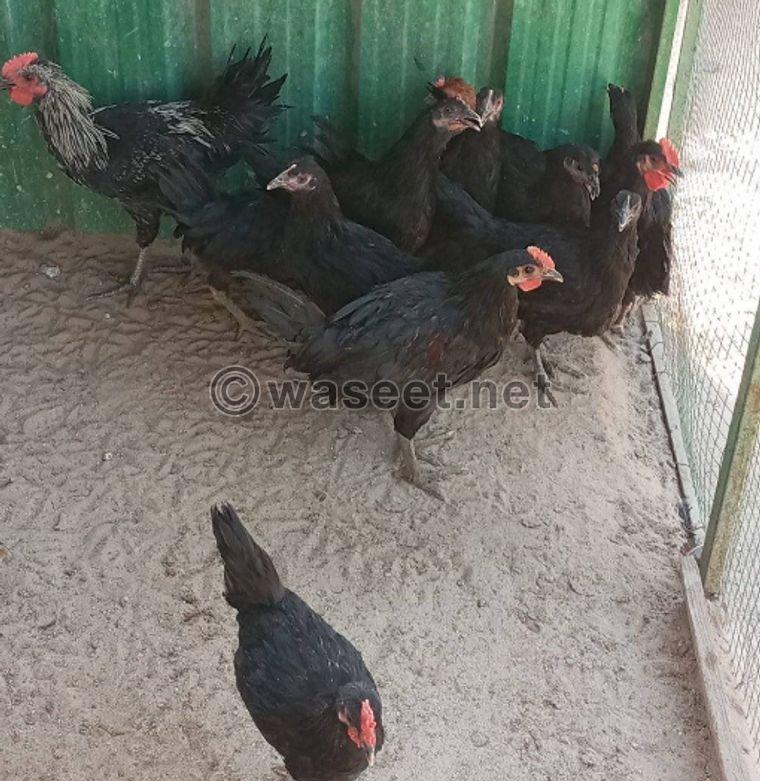 Arabian chicken for sale  0