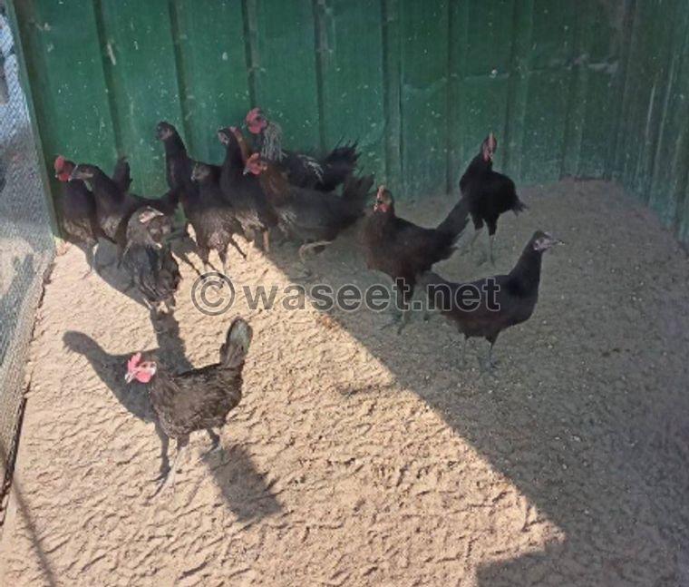 Arabian chicken for sale  1