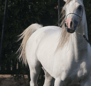 Polish horse for sale