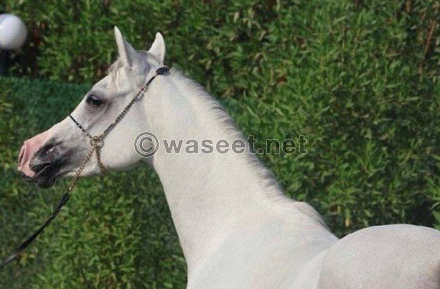 Polish horse for sale 1